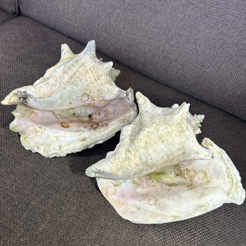 Vintage large conch shell pair - vintage,