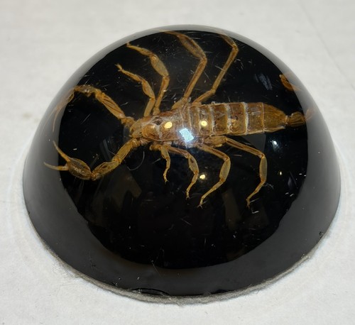 Vintage scorpion insect - vintage,