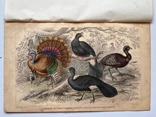 American Wild Turkey Curassow antique hand coloured engraving 1857