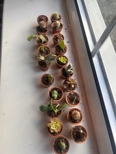 5 Mixed mini Indoor Plants - 5