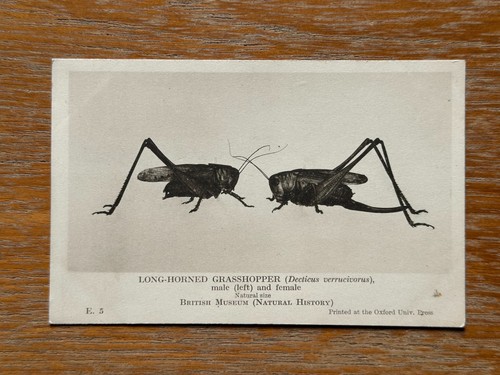 Long horned grasshopper - long-horned,