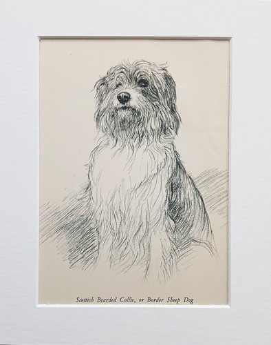 Bearded collie dog - collie, vintage