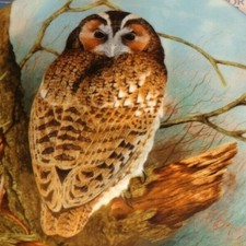 Coalport Collectors Plate TAWNY OWL - THE WISE OWL Boxed