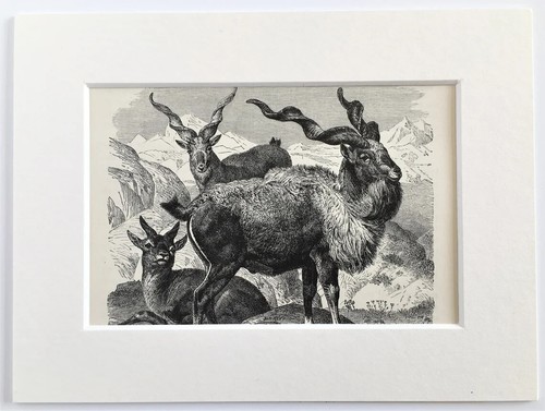 Markhor wild goat animal - wild,