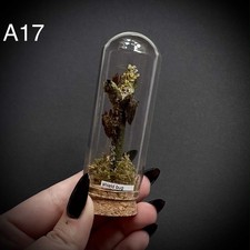 Shield bug in a Dome with real