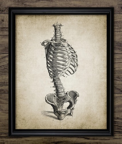 Human skeleton print - skeleton, print,