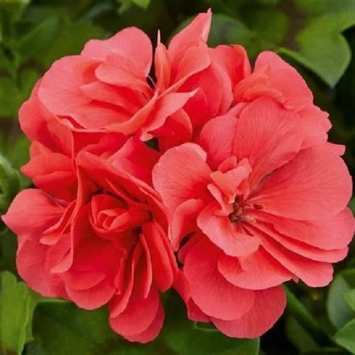 Ivy leaf trailing geranium - ivy,
