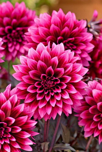 Dahlia gardenetta velvet - 3,