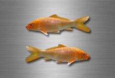 2x sticker vinyl fish boat