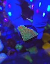 grafted montipora red and green 