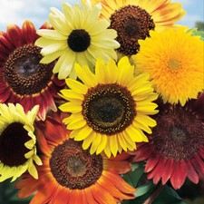 30 Pastel Fantasy Mix Sunflower Seeds Yellow Red Orange Dwarf Giant Single Heads