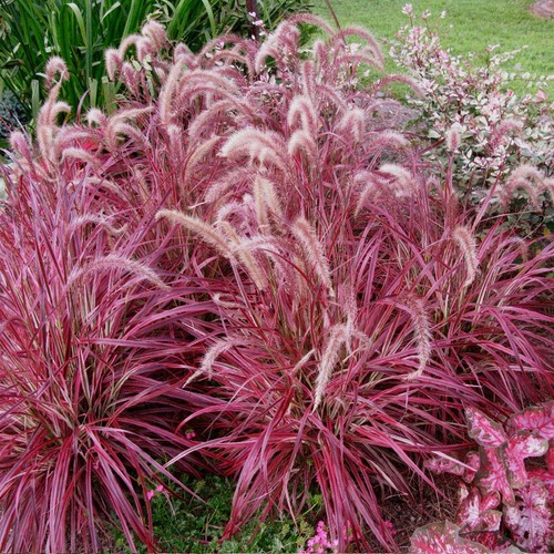 Pennisetum fireworks 1 litre - |,