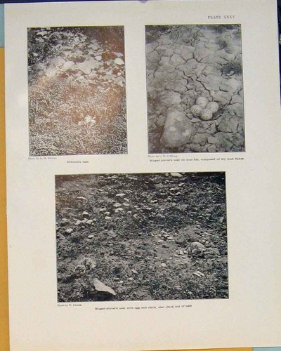 Original old antique print - original,