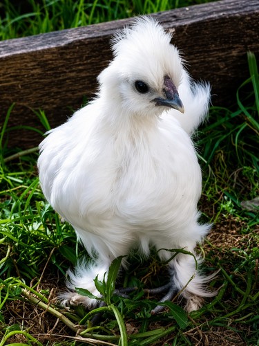 Silky eggs possible frizzle - 6,