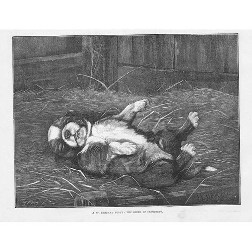 Bernard puppy dog - st,
