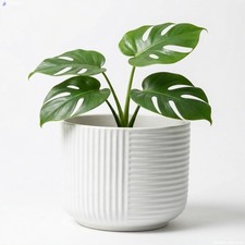 Ceramic Plant Pots with