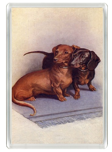 Dachshund dog fridge magnet - dachshund,