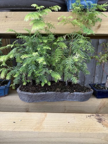 Bonsai tree dawn redwood - bonsai,