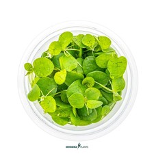 Limnobium Laevigatum -