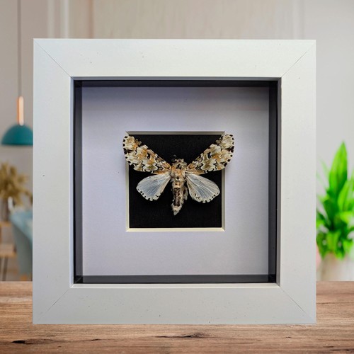 Framed hampsonia esmeralda