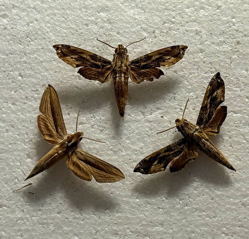 Entomology hawk moth bundle - entomology,