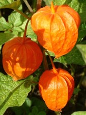 PHYSALIS ALKEKENGI FRANCHETII GIGANTEA CHINESE LANTERN GARDEN PLANT