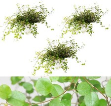 3 x Maidenhair Vine Plant -