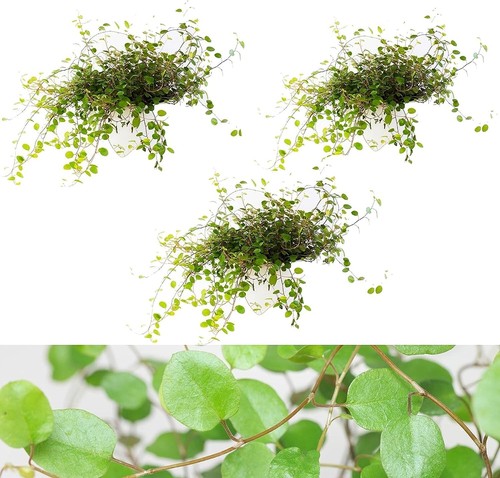 Maidenhair vine plant - x,