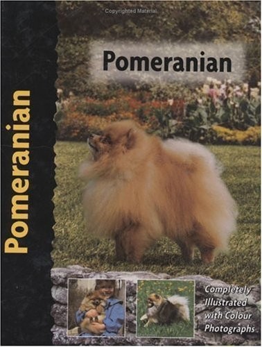 Pomeranian by - (pet,