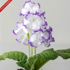 Streptocarpus DS-2784-Plug