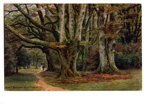 Quinton new forest giant - ar,