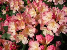 Rhododendron yakushimanum Percy Wiseman in 2L pot approx 25cm tall