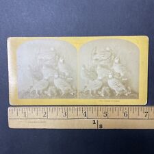 Taxidermy Stuffed Quail Birds