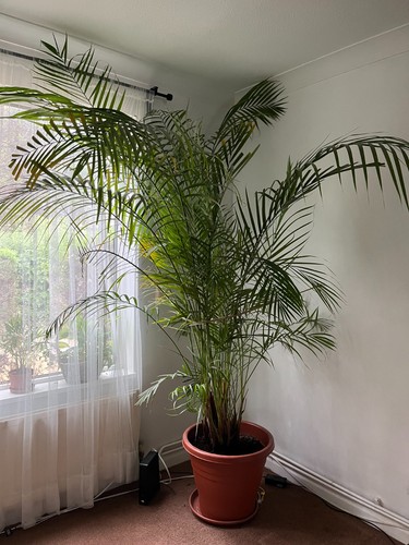 Huge areca palm - areca,