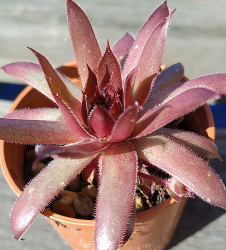 Outdoor hardy succulent