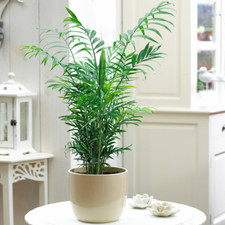 Chamaedorea Elegans Palm -