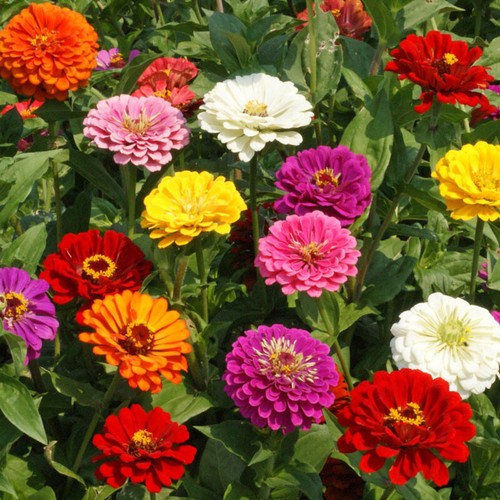 250 zinnia california giant - 250+,