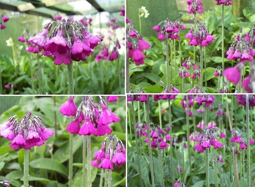 Plants primula - x,
