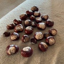 25 x Conkers - Various Sizes - 2025 Crop Newly picked for crafting or repellent 