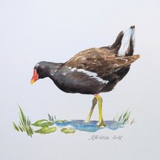 Moorhen Original Watercolour