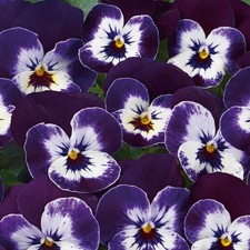 Viola 'Twix Purple Face' Plug Plant x6. Winter bedding plants for hanging basket