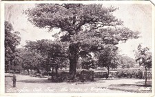 Lillington Oak Tree Postcard -