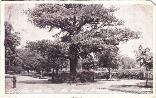 Lillington oak tree postcard - oak,