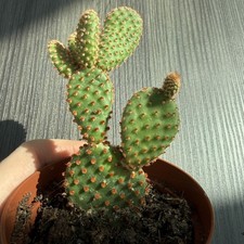 Opuntia microdasys - opuntia,