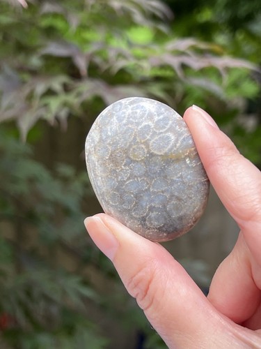 Fossilized coral crystal - coral,