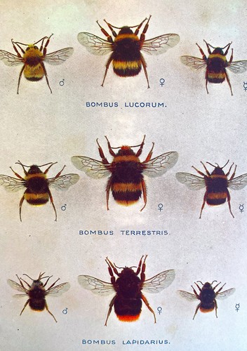 Bees ants wasps 1934 c - bees,