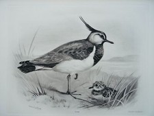 1910 Antique Bird Print THE LAPWING by Charles Stonham / L.M. Medland