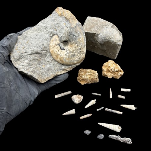 1kg british jurassic - british, fossil