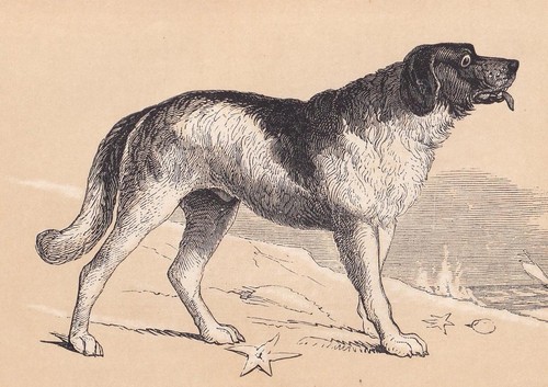 1851 newfoundland dog - newfoundland, print