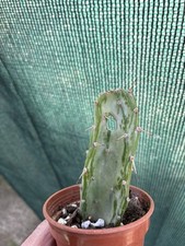Prickly Pear Hole In Leaf